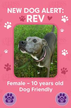 Rescue Pit Bull Terrier Dogs for Adoption in Blair, Nebraska - Rev | PetCurious