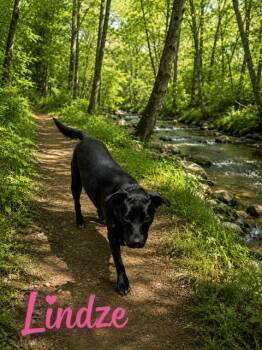 Labrador Retriever Dogs Available for Adoption in Zimmerman, Minnesota - Lindze | PetCurious