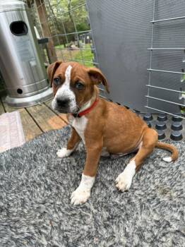 Bo -  Boxer Dog Available for Adoption in Calhoun, Georgia - Bo | PetCurious