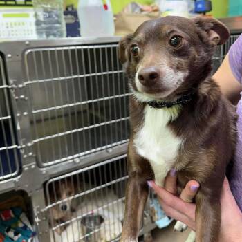 Scotty -  Mixed Breed Dog Available for Adoption in Fredericksburg, Virginia - Scotty | PetCurious