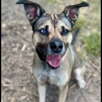 German Shepherd Dog and Siberian Husky Dogs Available for Adoption in Cumming, Georgia - Sunflower  | PetCurious