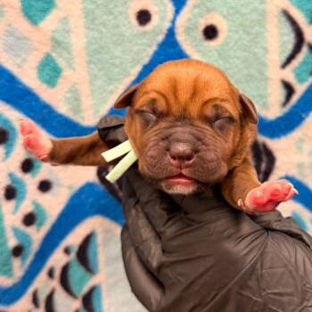 Mixed Breed Dogs Available for Adoption in West Palm Beach, Florida - Pandora | PetCurious