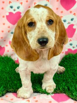 Basset Hound Dogs Available for Adoption - Corn Cob | PetCurious