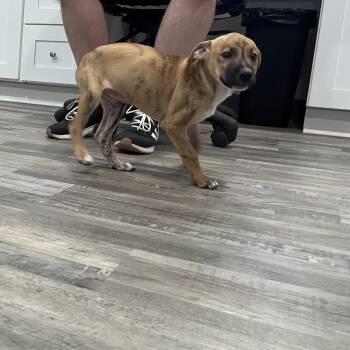 Buck -  Mastiff and Mixed Breed Dog for Adoption in Richmond Hill, Georgia - Buck | PetCurious