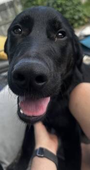 Blooper -  Black Labrador Retriever and Shepherd Dog for Adoption in Germantown, Ohio - Blooper | PetCurious