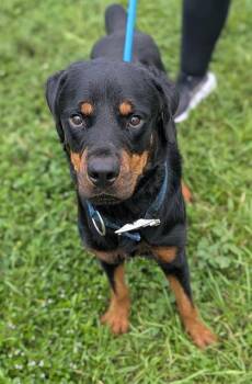 Rescue Rottweiler Dogs for Adoption in Fort Lauderdale, Florida - QUEST | PetCurious