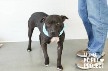Pit Bull Terrier and Mixed Breed Dogs Available for Adoption in Kansas City, Missouri - Lionel | PetCurious