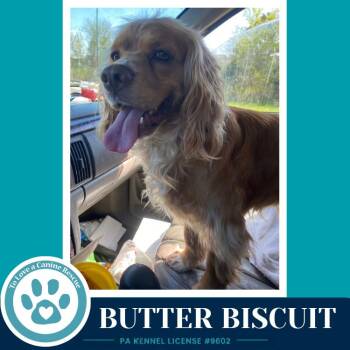 Butter Biscuit 082226 -  Cocker Spaniel Dog for Adoption in Kimberton, Pennsylvania - Butter Biscuit 082226 | PetCurious