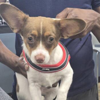 Beerus -  Chihuahua Dog for Adoption in Newark, New Jersey - Beerus | PetCurious