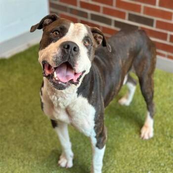 GINO -  Pit Bull Terrier Dog for Adoption in Edmond, Oklahoma - GINO | PetCurious