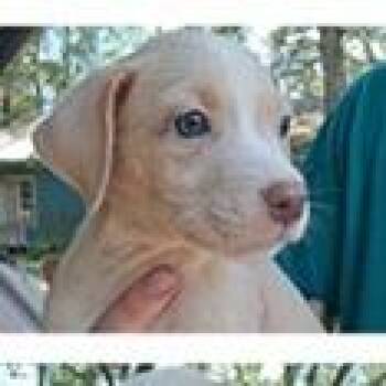 Gabriella Greenwood -  Terrier Dog for Adoption in Tampa, Florida - Gabriella Greenwood | PetCurious