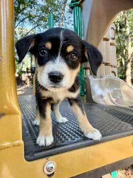 Bernie -  Beagle and Australian Cattle Dog Blue Heeler Dog for Adoption in Fairfax, Virginia - Bernie | PetCurious