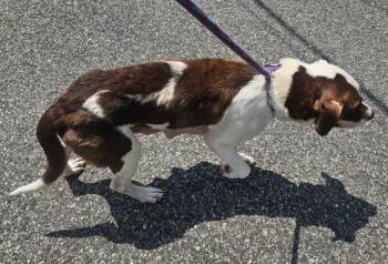 Zoey (rn Perla) -  Mixed Breed Dog for Adoption in Mobile, Alabama - Zoey (rn Perla) | PetCurious