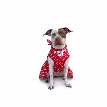 Pit Bull Terrier Dogs Available for Adoption in Redondo Beach, California - Izzy-ADOPT Me! | PetCurious