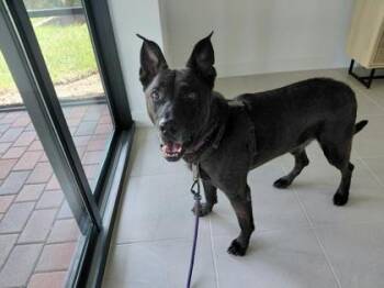 Mister -  Mixed Breed Dog for Adoption in Vero Beach, Florida - Mister | PetCurious