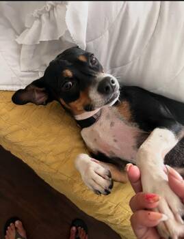 Rescue Mixed Breed Dogs for Adoption in Palm Coast, Florida - Peaches | PetCurious