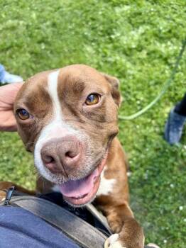 Gossamer -  Pit Bull Terrier Dog for Adoption in Chicago, Illinois - Gossamer | PetCurious