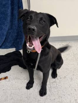 Rescue Labrador Retriever Dogs for Adoption in Salt Lake City, Utah - *Perceval* | PetCurious