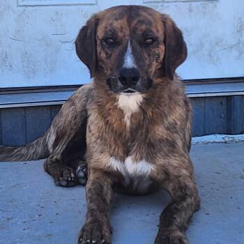 Logan -  Plott Hound Dog Available for Adoption in Tama, Iowa - Logan | PetCurious