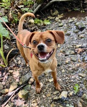 Meeko -  Pug and Labrador Retriever Dog for Adoption in Wyoming, Michigan - Meeko | PetCurious