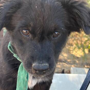 Rescue Terrier Dogs for Adoption in Bermuda Dunes, California - Bass | PetCurious