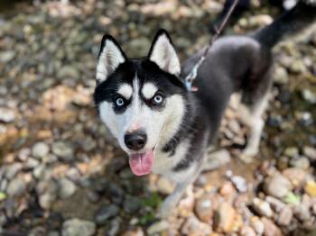 Kaya -  Pomsky Dog for Adoption in Port Washington, New York - Kaya | PetCurious