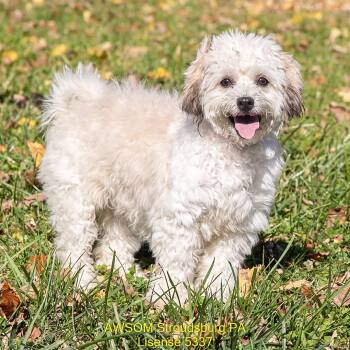 Annabelle -  Wheaten Terrier Dog for Adoption in Stroudsburg, Pennsylvania - Annabelle | PetCurious