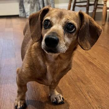 Dachshund Dogs Available for Adoption in Gulfport, Mississippi - Darcy | PetCurious