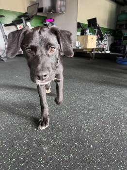 Larry -  Labrador Retriever Dog for Adoption in Denver, Colorado - Larry | PetCurious
