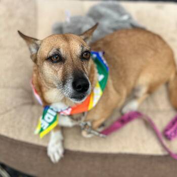 Chani -  Chihuahua and Cardigan Welsh Corgi Dog for Adoption in Baldwin, Maryland - Chani | PetCurious