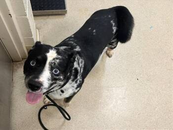 Rescue Terrier and Mixed Breed Dogs for Adoption in Hagerstown, Maryland - MORPHEUS | PetCurious