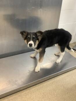 Rescue Shepherd and Mixed Breed Dogs for Adoption in Fort Worth, Texas - Hope | PetCurious