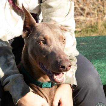 Rescue Doberman Pinscher Dogs for Adoption in Potsdam, New York - Sassy | PetCurious