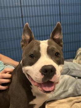 Rescue Mixed Breed Dogs for Adoption in Dekalb, Illinois - Harbor | PetCurious