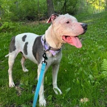 Trucker -  Pit Bull Terrier Dog for Adoption in Buffalo, Minnesota - Trucker | PetCurious