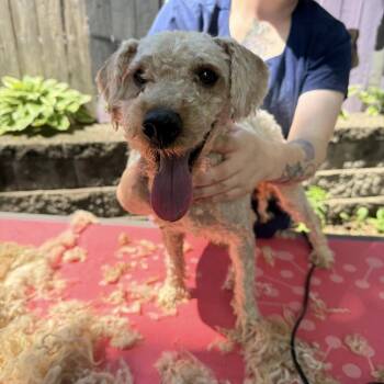 Pickle -  Miniature Poodle and Mixed Breed Dog for Adoption in Madison, Wisconsin - Pickle | PetCurious