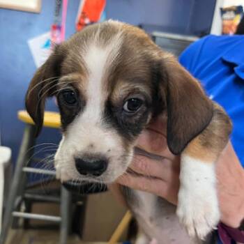 Almond -  Beagle Dog for Adoption in Wantagh, New York - Almond | PetCurious