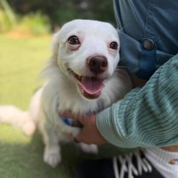 Dachshund and Chinese Crested Dog Dogs Available for Adoption in Los Angeles, California - Wabbit | PetCurious