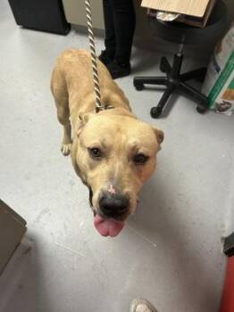 Mixed Breed Dogs Available for Adoption in West Chester, Pennsylvania - Butters | PetCurious