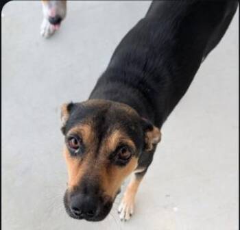 NICKY -  Foxhound Dog for Adoption in San Antonio, Texas - NICKY | PetCurious