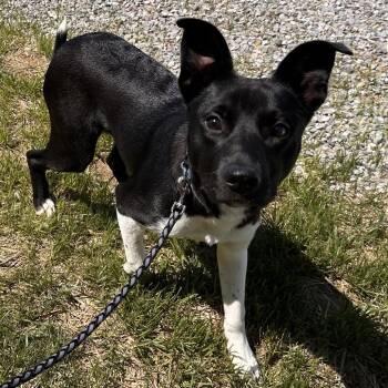 Terrier and Border Collie Dogs Available for Adoption in Mount Vernon, Indiana - Milo | PetCurious