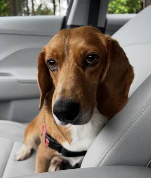 American Foxhound and Beagle Dogs Available for Adoption in Hillsborough, North Carolina - Tooty | PetCurious