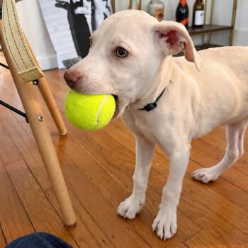 Janis -  Labrador Retriever and Catahoula Leopard Dog Dog for Adoption in Abbotsford, British Columbia - Janis | PetCurious