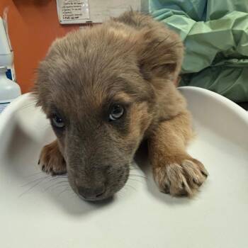Shepherd and Mixed Breed Dogs Available for Adoption in Flagstaff, Arizona - Ms. Potts | PetCurious