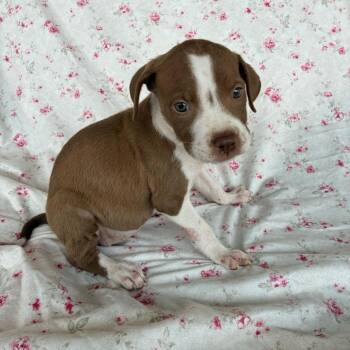Caterpillar -  Pointer Dog for Adoption in San Antonio, Texas - Caterpillar | PetCurious