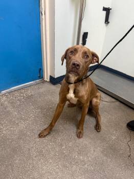 Mixed Breed Dogs Available for Adoption in Ocala, Florida - Archie | PetCurious