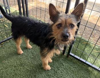 Ludo -  Yorkshire Terrier Dog for Adoption in Canutillo, Texas - Ludo | PetCurious