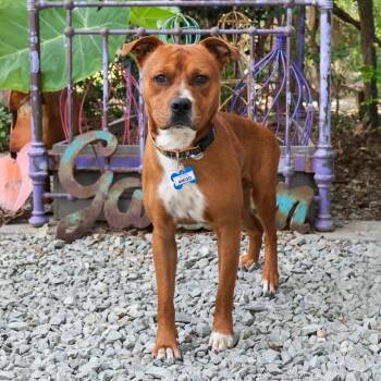 Amigo -  Pit Bull Terrier Dog for Adoption in Wake Forest, North Carolina - Amigo | PetCurious