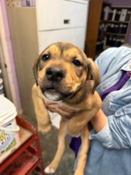 Mixed Breed Dogs Available for Adoption in West Chester, Pennsylvania - Paz | PetCurious
