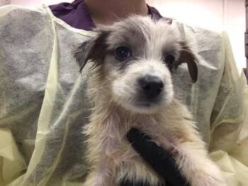 CHOCO -  Australian Cattle Dog Blue Heeler Dog for Adoption in Thousand Palms, California - CHOCO | PetCurious
